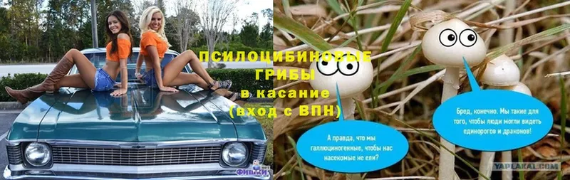 хочу   Бологое  Псилоцибиновые грибы прущие грибы 